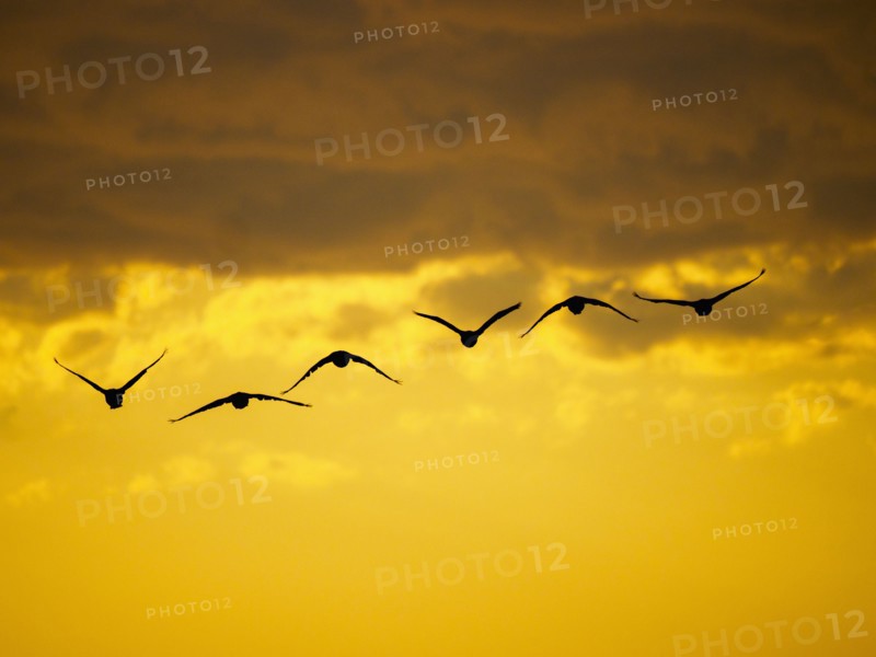 Flock of birds flying against moody sky