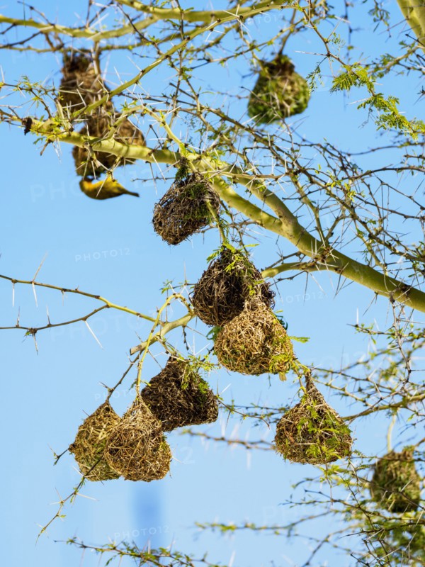 Yellow bird and its nests hanging on tree