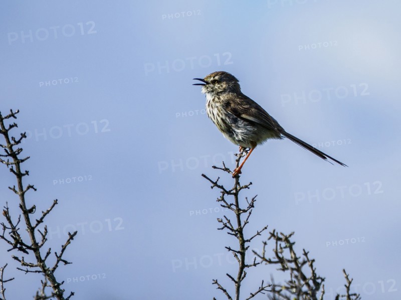 Small bird perching on branch