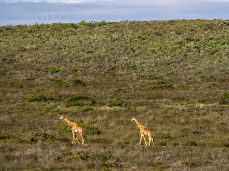 Two giraffes walking in grassland