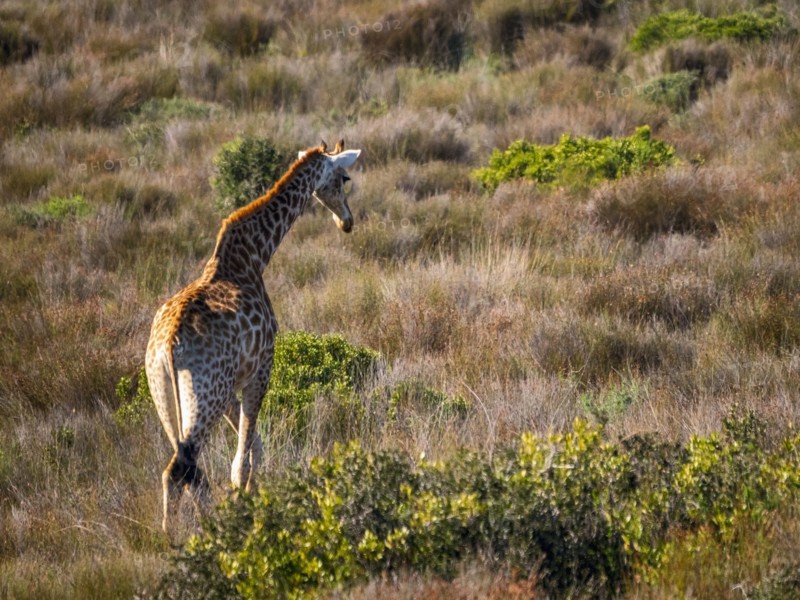 Rear view of giraffe walking in grassland