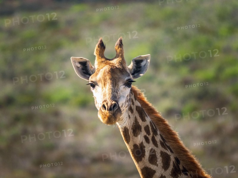 Portrait of giraffe in savannah