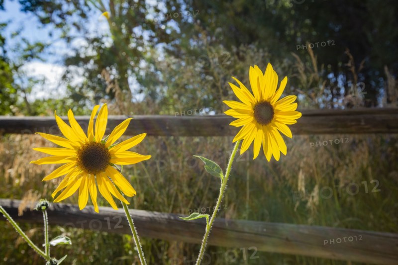 Close-up of sunflowers at sunny day