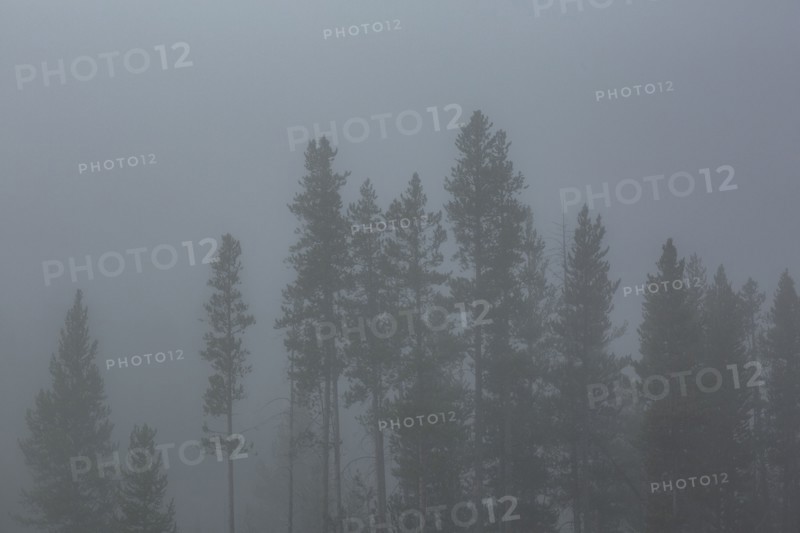 Silhouette of trees in fog