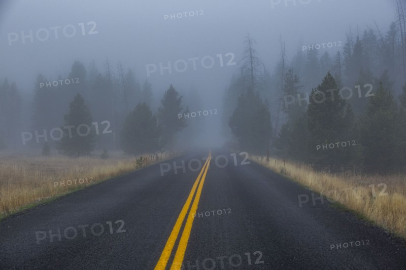 Double yellow lined highway leads into foggy forest