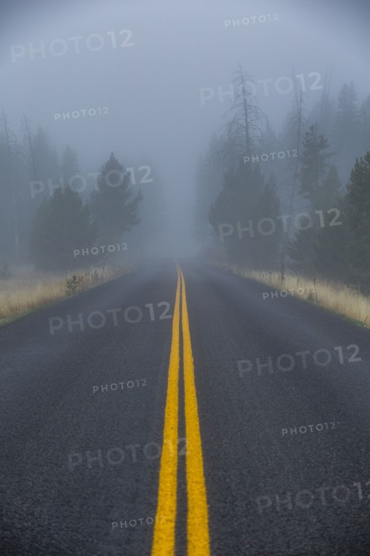 Double yellow lined highway leads into foggy forest