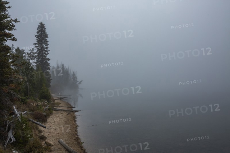 Trees along lake in fog
