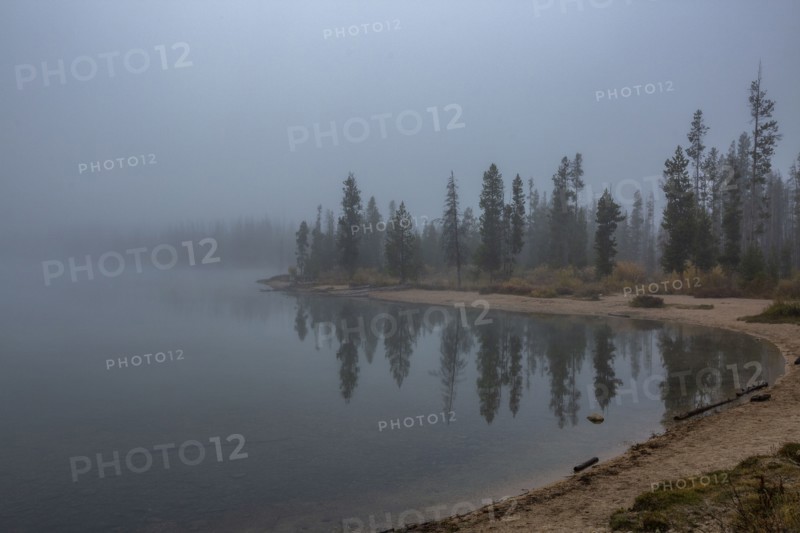 Forest along lake in mountains