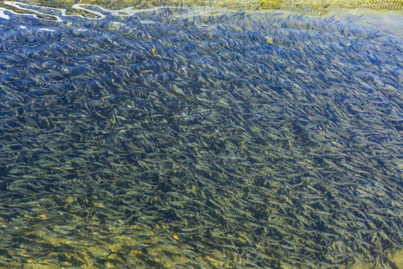 Immature trout in fish hatchery pond