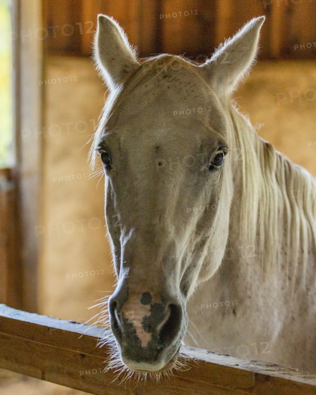 Horse in stable looking at camera