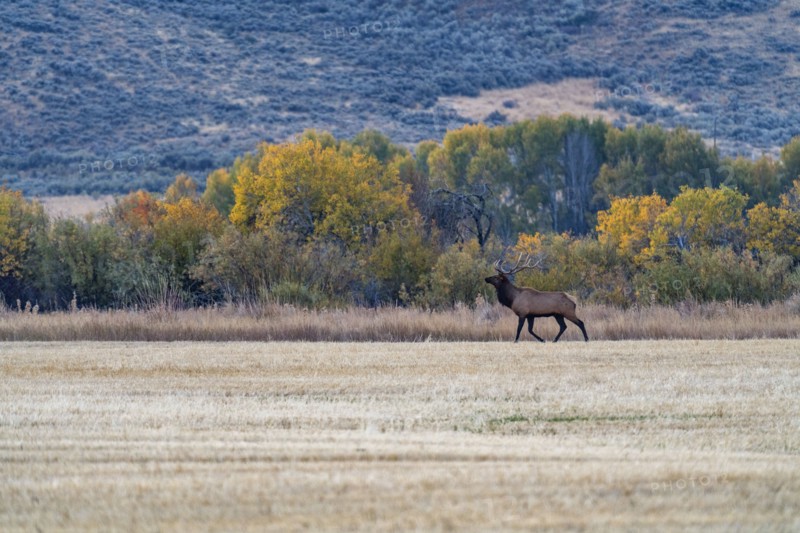 Bull Elk looks across cut field