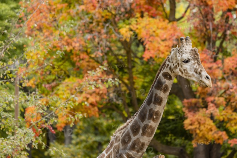 Giraffe among autumn foliage in Boise Zoo