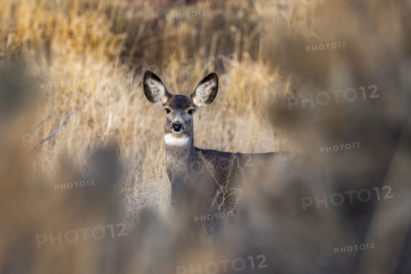 Female mule deer looking at camera