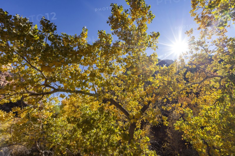 Autumn foliage on sunny day in Zion National Park