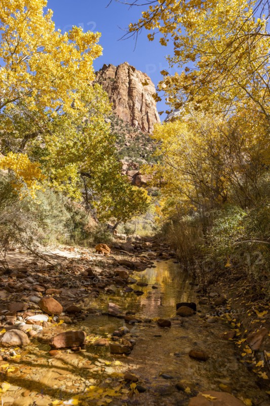 Creek and autumn foliage in Zion National Park