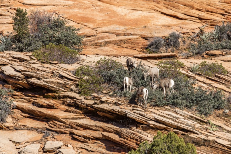 Mountain Bighorn Sheep grazing