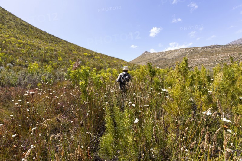 Senior male hiker walking among tall plants