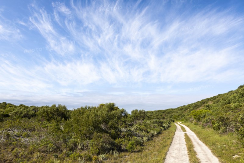Dirt road and green foliage under blue sky