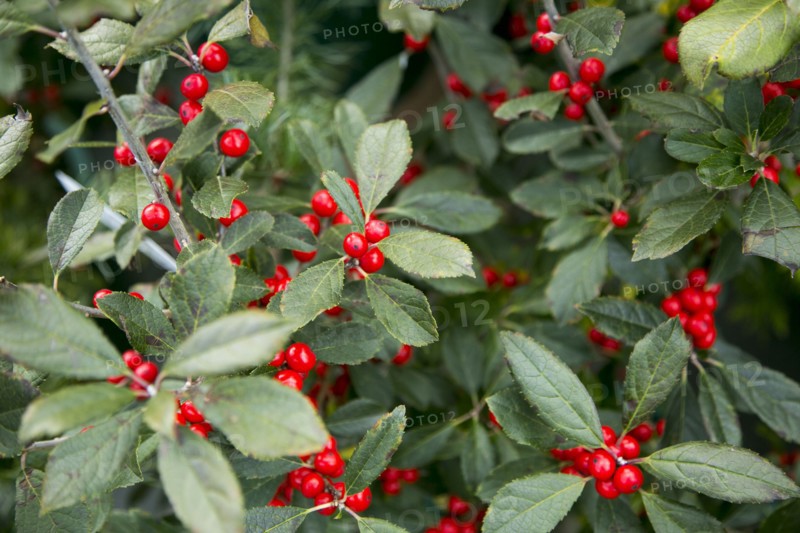 Close-up of holly berries on bush