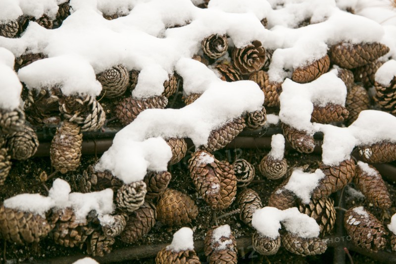 Close-up of snow covered pine cones