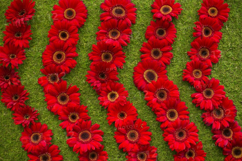 Red gerbera daisies arranged in rows