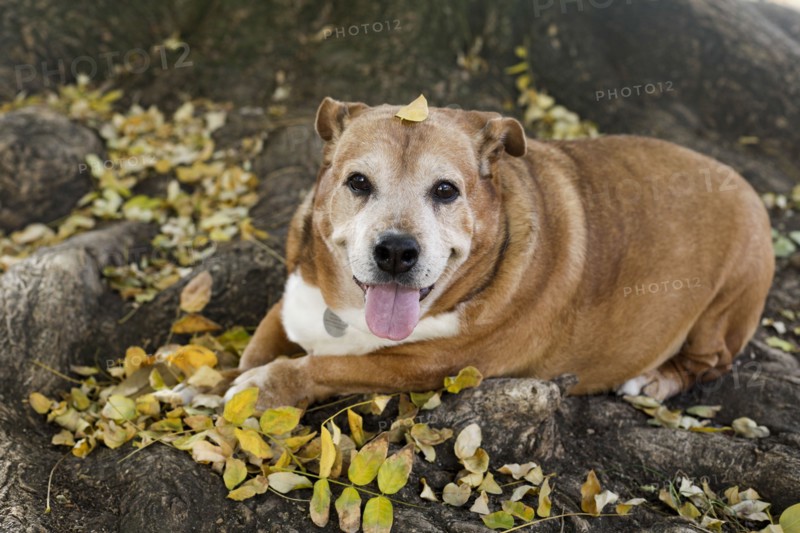 Senior dog resting in fall leaves