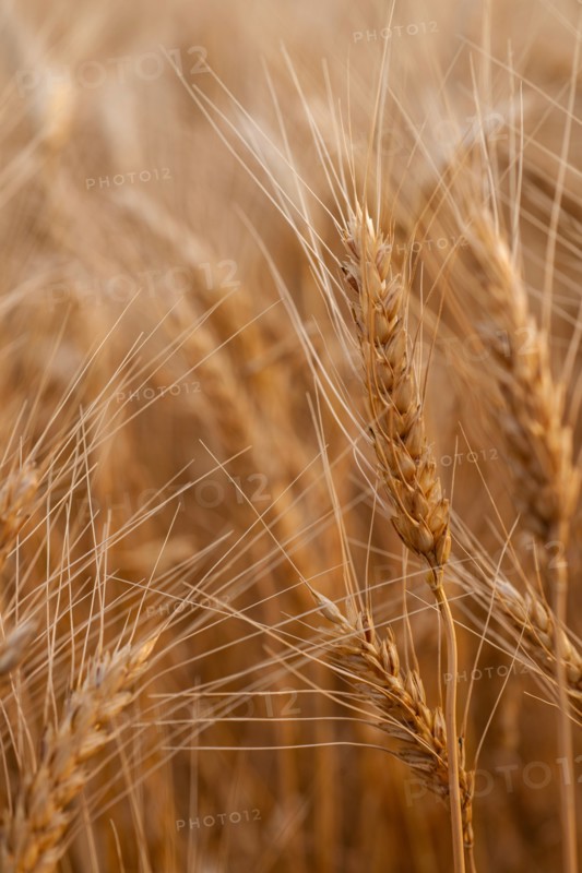 Close-up of wheat growing in field