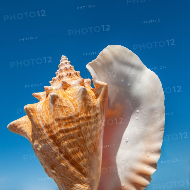 Tropical sea shell against clear sky