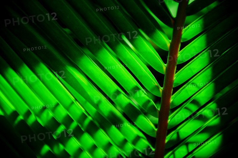 Close-up of tropical green leaf