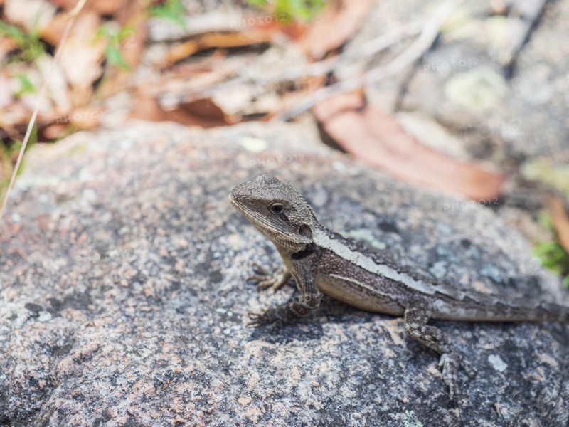 Spotted skink sitting on rock