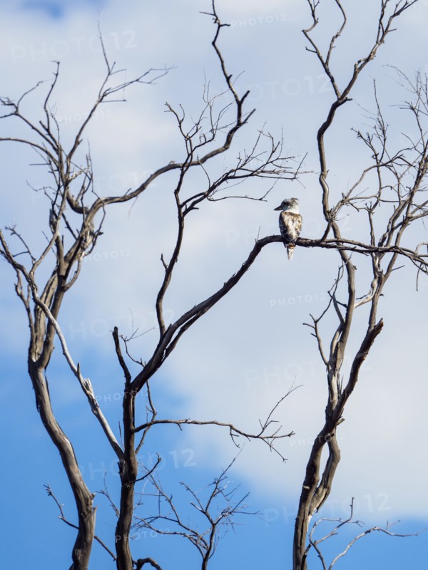 Kookaburra perching in dead tree
