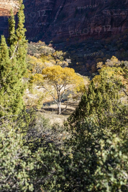 View of autumn tree in valley in Zion National Park