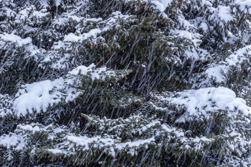 Fresh snow falling on pine trees