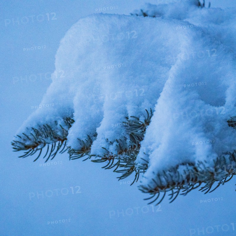 Detail of fresh snow on pine tree