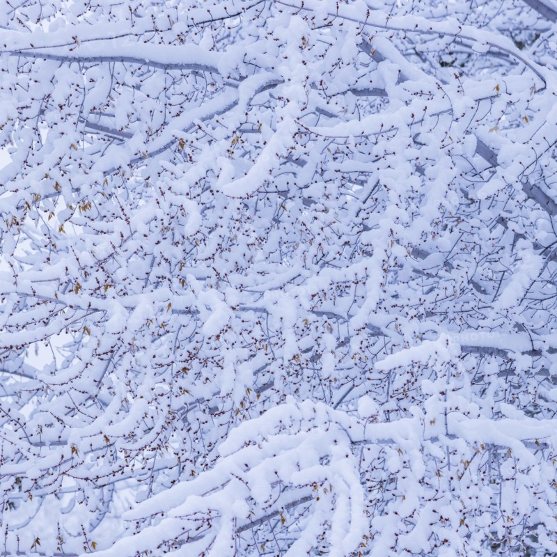 Detail of tree branches with fresh snow