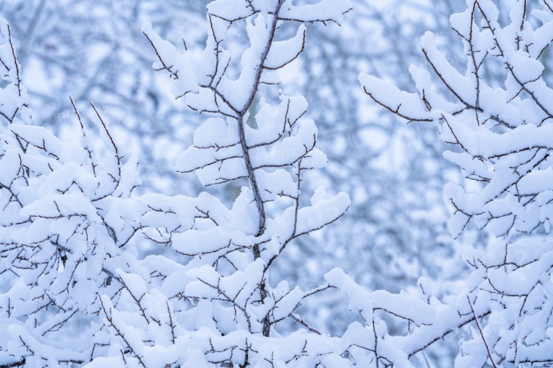 Detail of tree branches with fresh snow