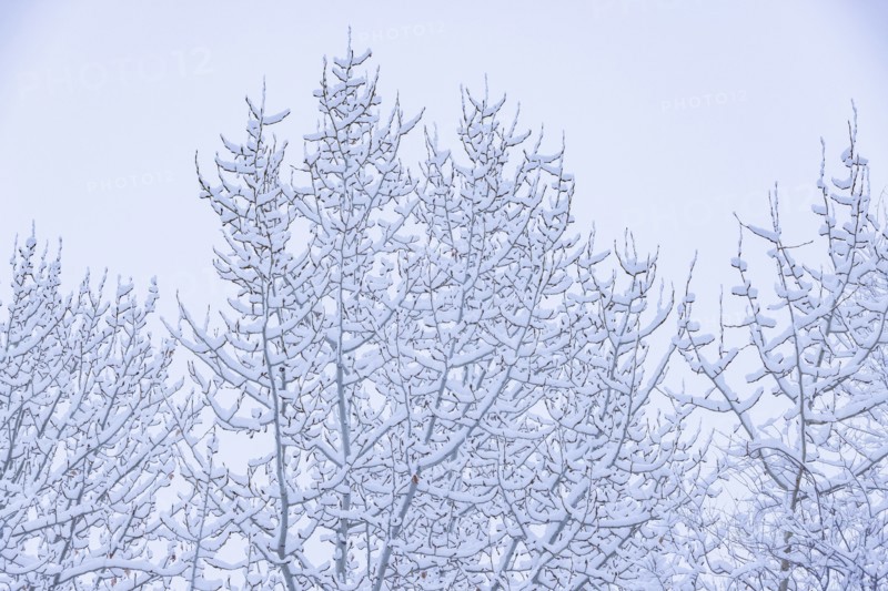 Fresh snow on tree branches