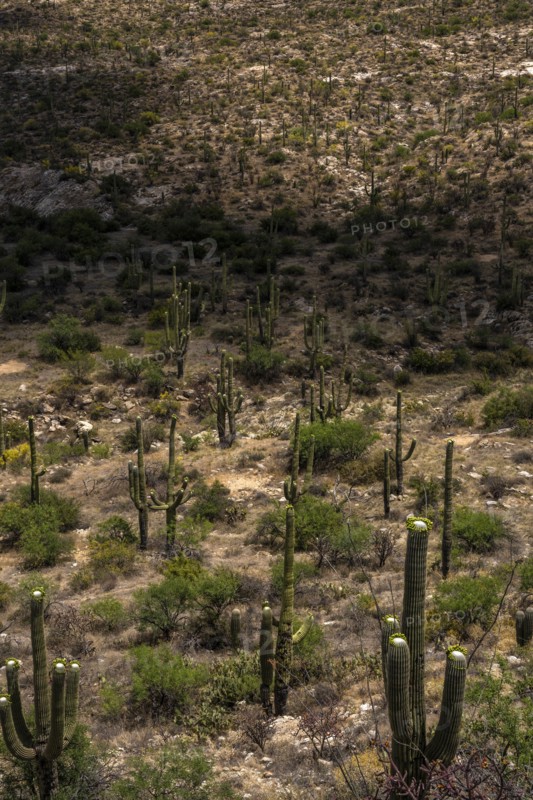 USA, Wyoming, Cacti growing in desert landscape
