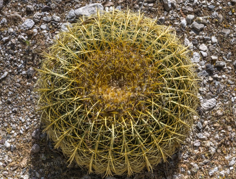 Overhead view of cactus growing in desert