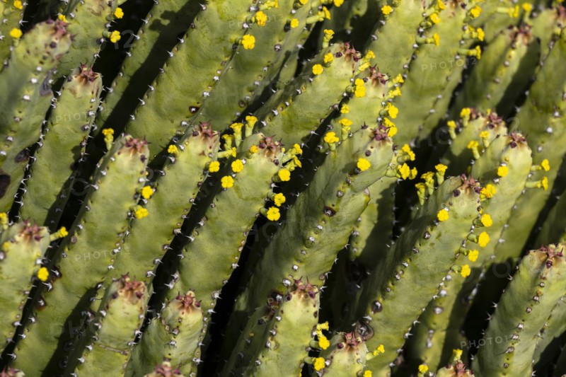 Close-up of cacti with yellow flowers