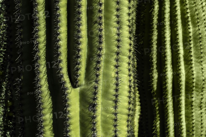 Close-up of green cactus with rows on thorns