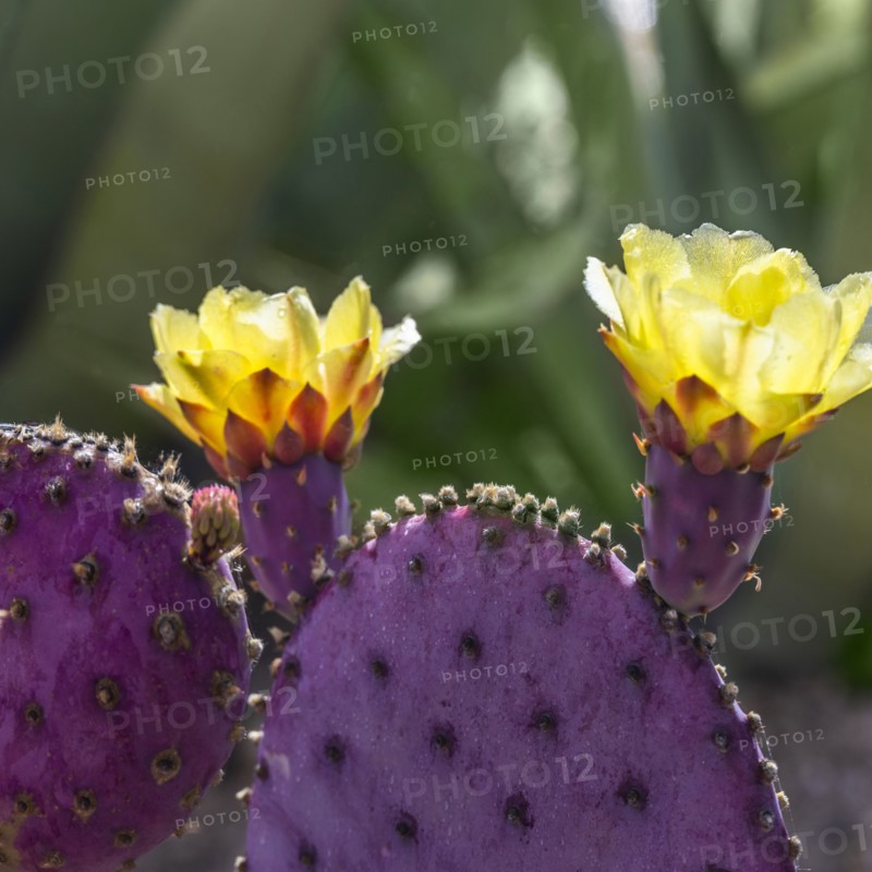 Close-up of blooming prickly pear cactus