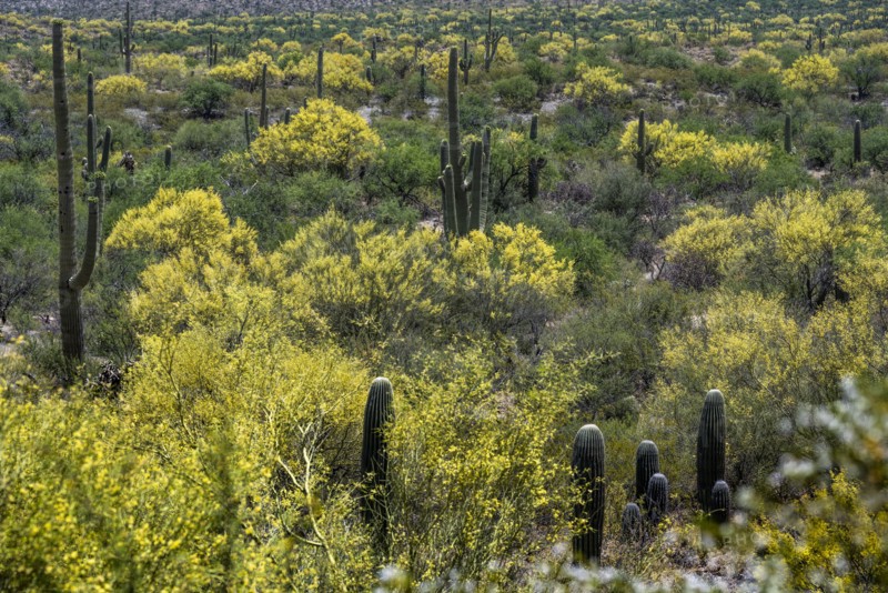 Cacti and bushes growing in desert landscape