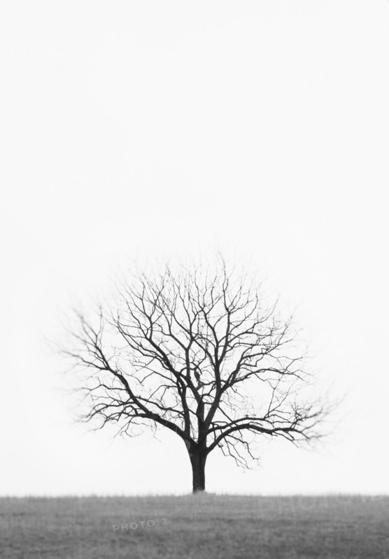 Lone bare tree growing in empty field