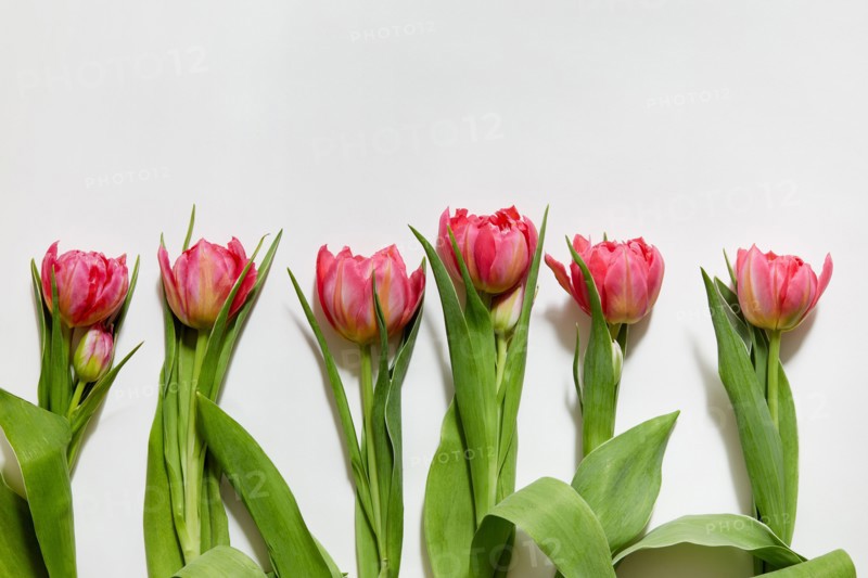 Row of pink tulips against white background