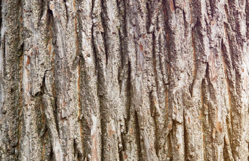 Close-up of maple tree trunk