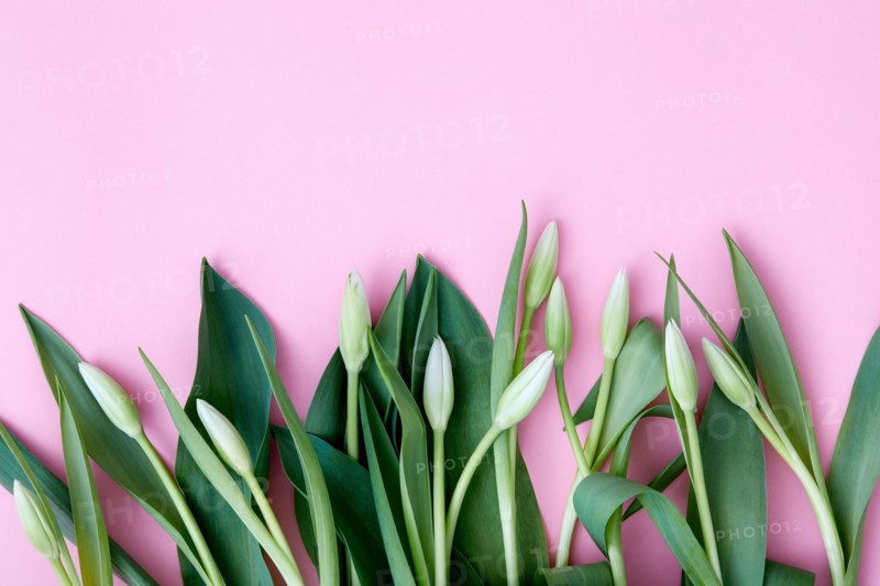 Tulip buds and leaves against pink background