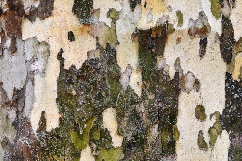 Close-up of birch tree trunk
