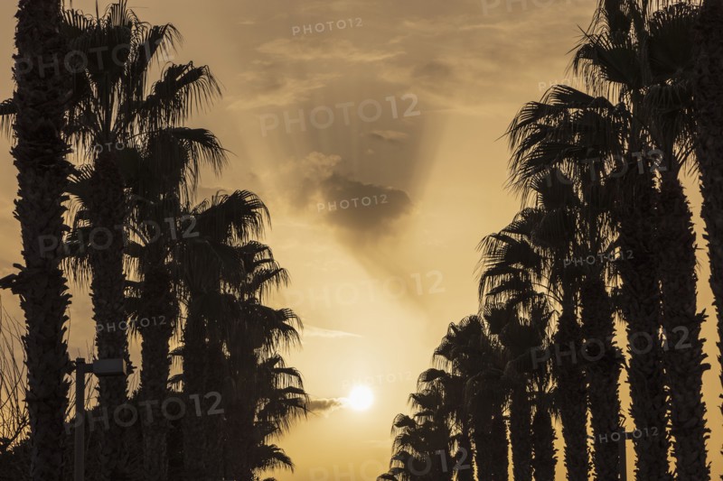 Silhouettes of palm trees and sun glowing on sky