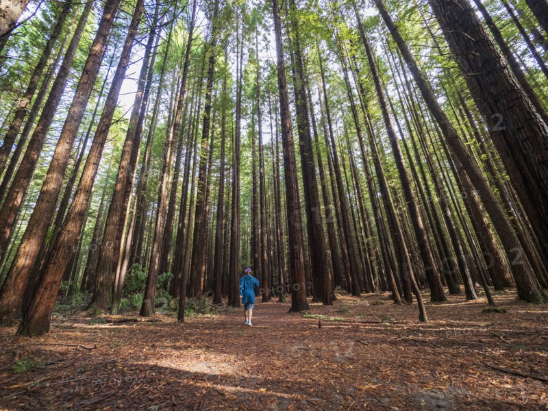 Person hiking in redwood forest